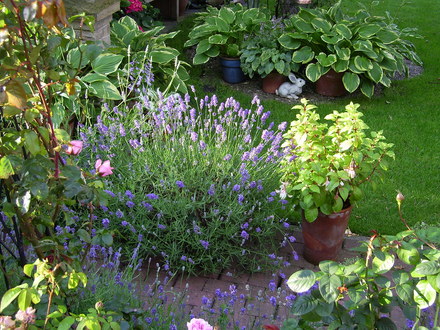 Lavender, Hidcote (Lavandula angustifolia (Lavender))