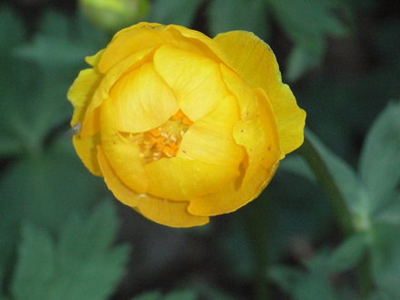 Trollius x cultorum 'Earliest Of All' (Trollius x cultorum)