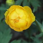 Trollius_x_cultorum__earliest_of_all_