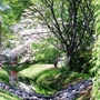 azaleas along the creek bed