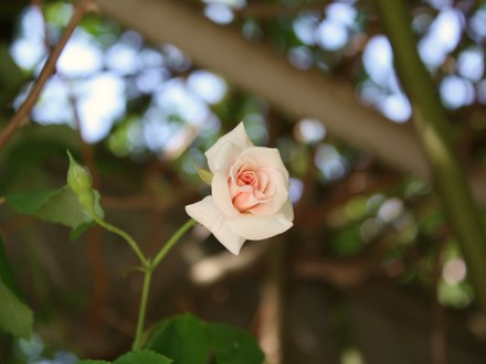 A garden flower photo