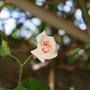 A garden flower photo