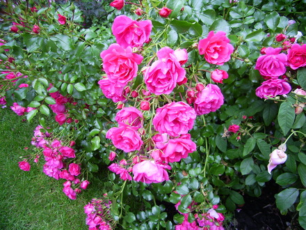 Rose, Flower carpet (Pink)