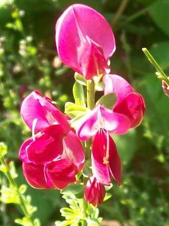 A garden flower photo (cytisus 'burkwoodii')