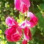 A garden flower photo (cytisus 'burkwoodii')