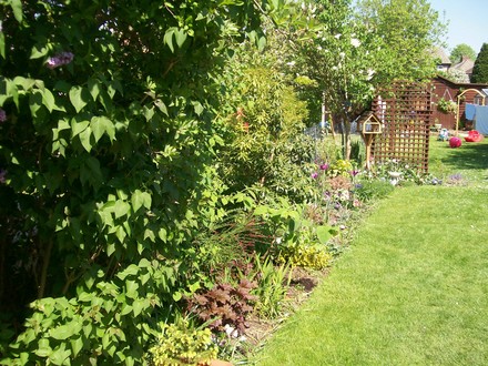 A garden flower photo