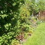 A garden flower photo