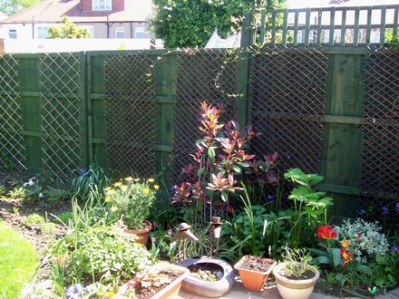 A garden flower photo