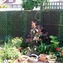 A garden flower photo