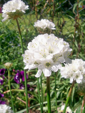 8_5_6.jpg (Armeria x pseudarmeria 'Joystick')