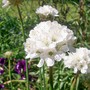 8_5_6.jpg (Armeria x pseudarmeria 'Joystick')