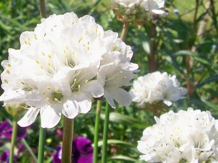 8_5_7.jpg (Armeria x pseudarmeria 'Joystick')