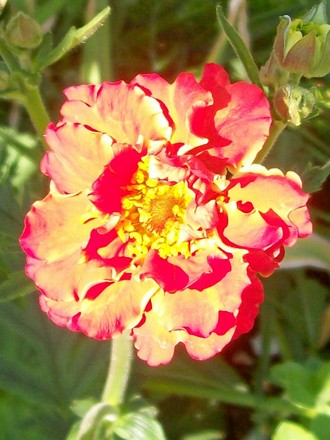 A garden flower photo (Geum reptans)