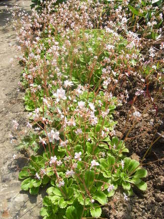 London Pride. (Saxifraga umbrosa (London Pride))