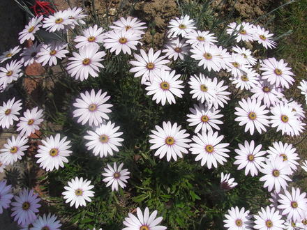 Osteospurmum. (Osteospurmum.)