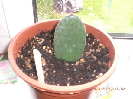 Opuntia before (Opuntia ficus-indica (Barbary Fig))