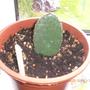 Opuntia before (Opuntia ficus-indica (Barbary Fig))