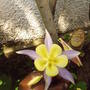 aquilegia_9th_may.jpg