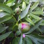 peony_colouring_bud.jpg