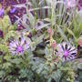 front_cornflower.jpg