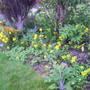 front_garden_wallflowers_been_in_three_yrs_livingstone_daisy.jpg