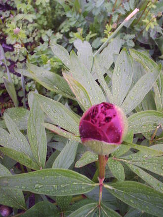 front_garden_peony_nopening.jpg