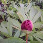 front_garden_peony_nopening.jpg