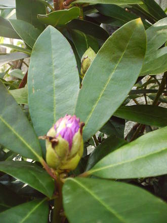 rhododendron_colouring_bud.jpg