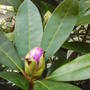 rhododendron_colouring_bud.jpg