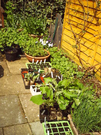 seedling_out_in_the_sun.jpg