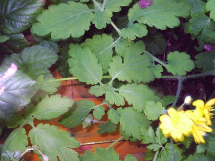 wild_flower_from_seed.jpg