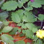 wild_flower_from_seed.jpg