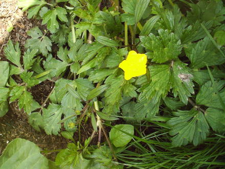 yellow_wild_flower.jpg