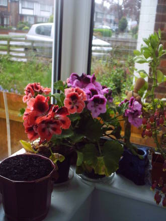 porch_pelargonium.jpg