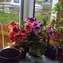porch_pelargonium.jpg