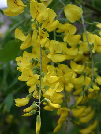 Plant Portraits - In A Friends Garden
