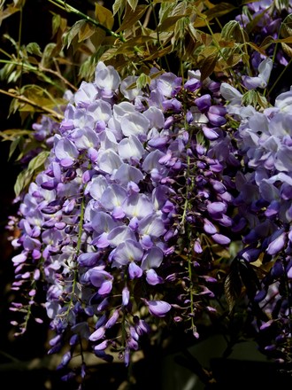 Plant Portraits - In A Friends Garden