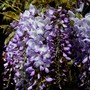 Plant Portraits - In A Friends Garden