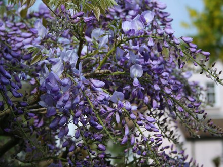 Plant Portraits - In A Friends Garden