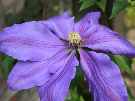 Plant Portraits - In A Friends Garden