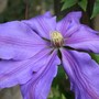 Plant Portraits - In A Friends Garden