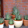 aloe variegata (Aloe variegata (Partridge-breasted aloe))
