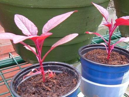 Love Lies Bleeding 