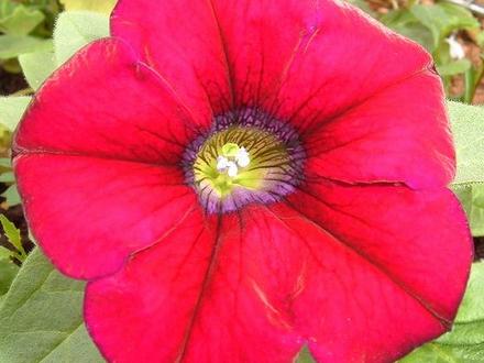 Surfina Petunia 