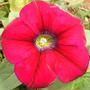First_petunia_9th_may