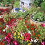 Garden_pics_2007_038
