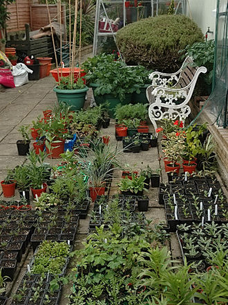 Run out of room in the greenhouse! 