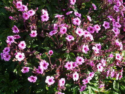 geranium_maderense__3_.jpg (geranium maderense)