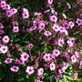 geranium_maderense__3_.jpg (geranium maderense)