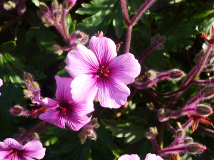 geranium_maderense.jpg (geranium maderense)